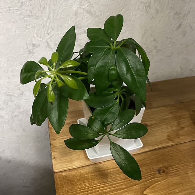 Yoshiさんの実例写真