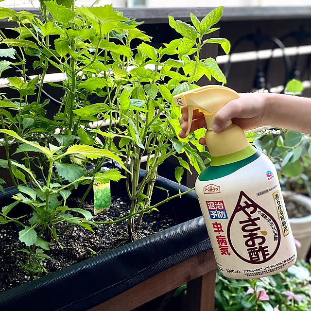 sacchiさんの実例写真