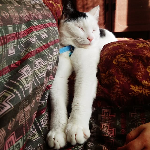 annさんの実例写真
