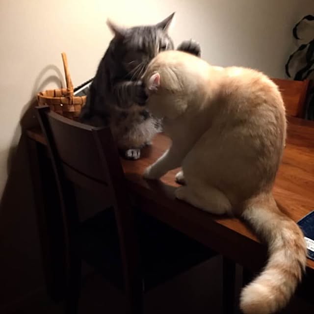 y.k.0123さんの実例写真