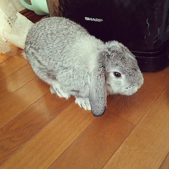 mogu0418さんの実例写真