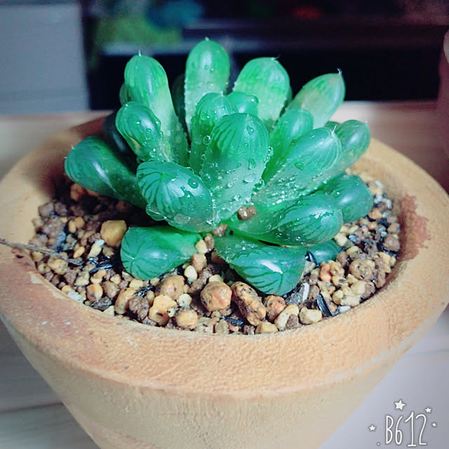 棚/多肉植物のインテリア実例 - 2017-12-09 21:42:43