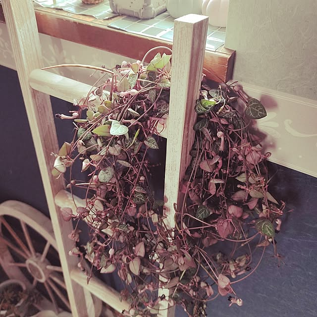 kiraさんの部屋