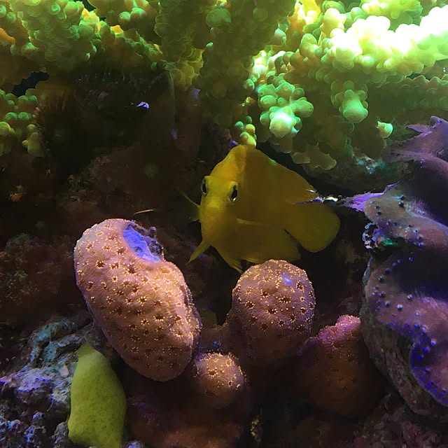 aquarium_seaさんの実例写真