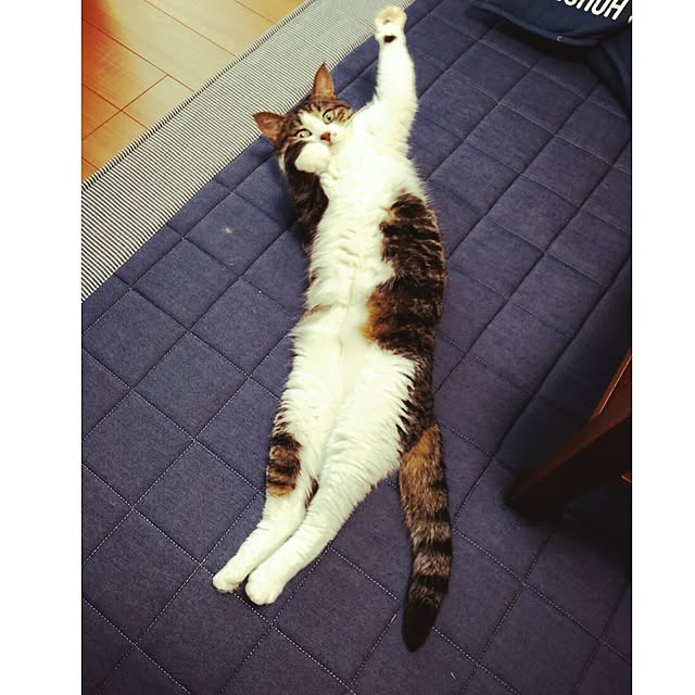 junさんの実例写真