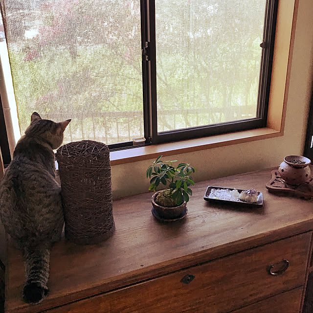 mikan161さんの実例写真