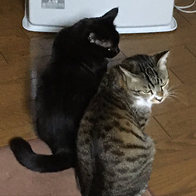 kirakirahoshiさんの実例写真