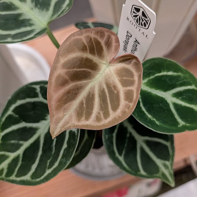 kolo92さんの実例写真