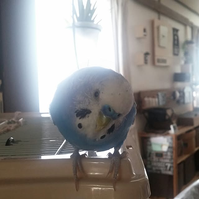opiopiopiさんの実例写真