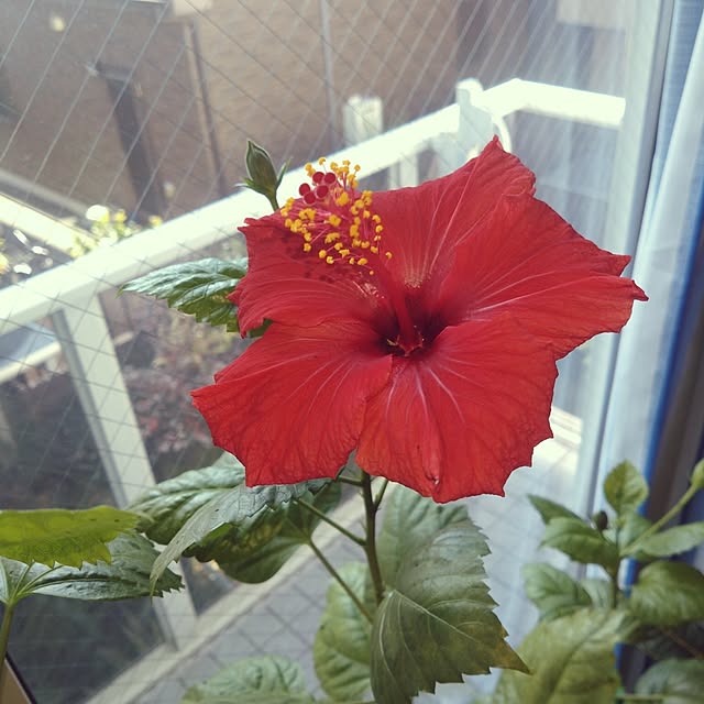 NAOKIさんの実例写真