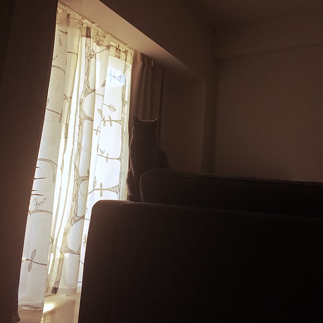 Midoriさんの実例写真