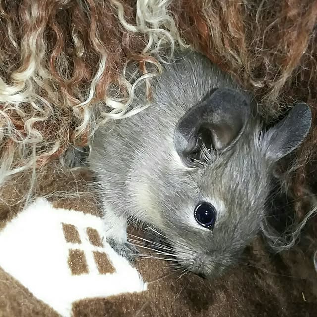 KOHAKUさんの実例写真