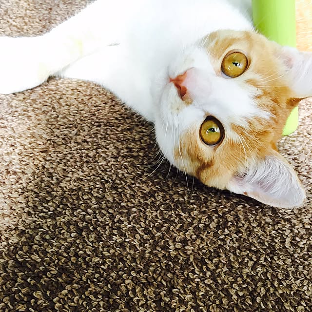 abcさんの実例写真