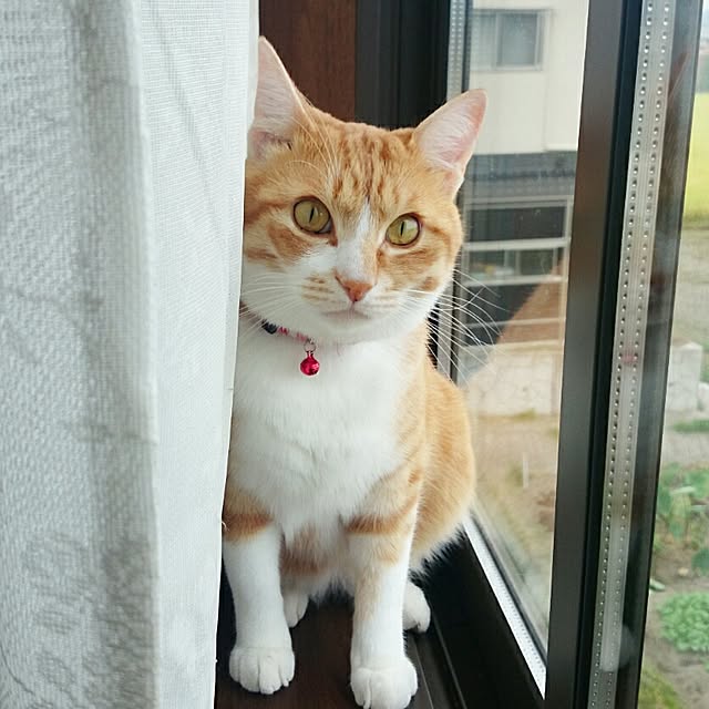 fu-sanさんの実例写真