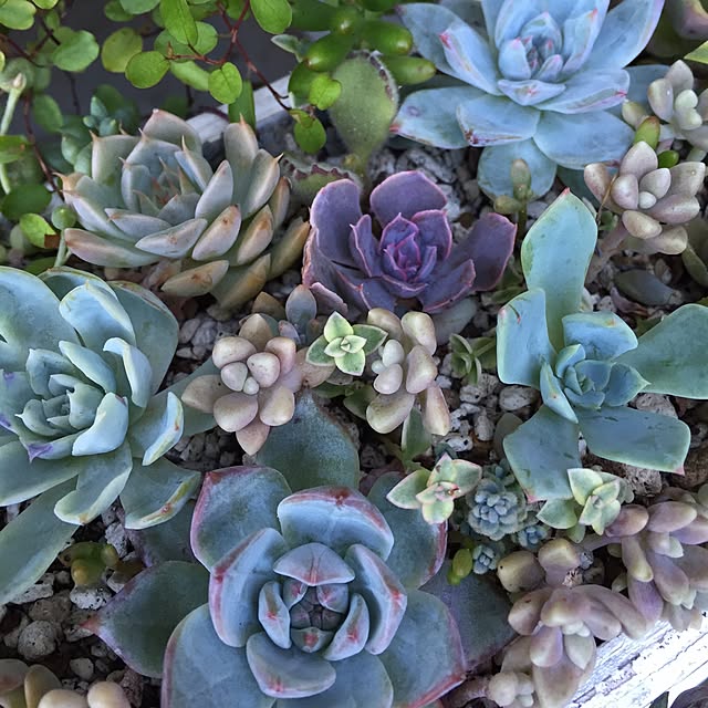 Blueroseさんの実例写真