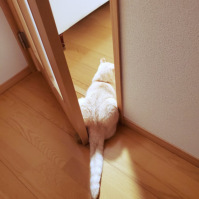 makoさんの実例写真
