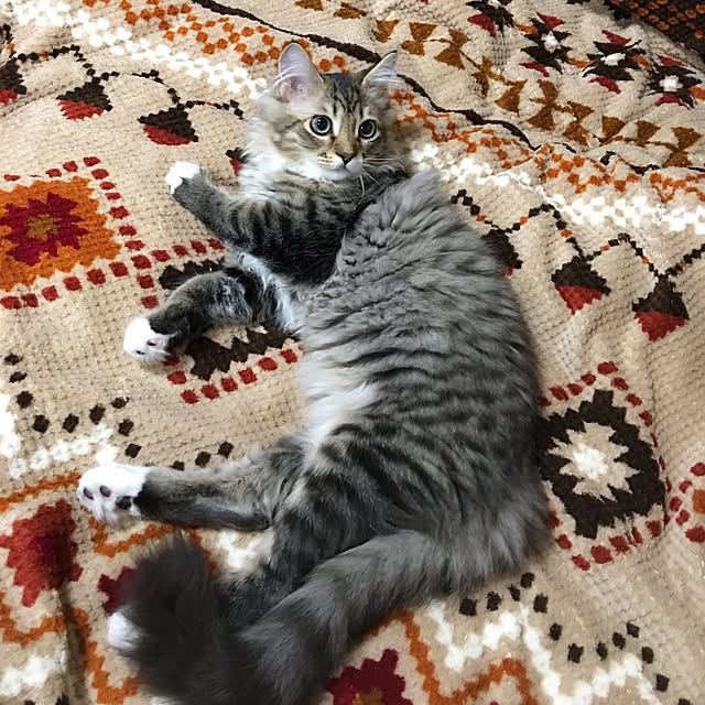 CATさんの実例写真