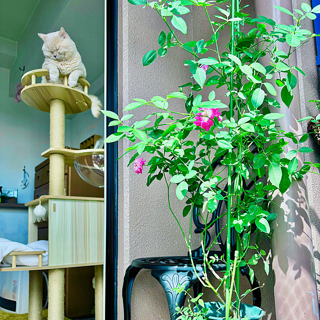 naokoさんの部屋