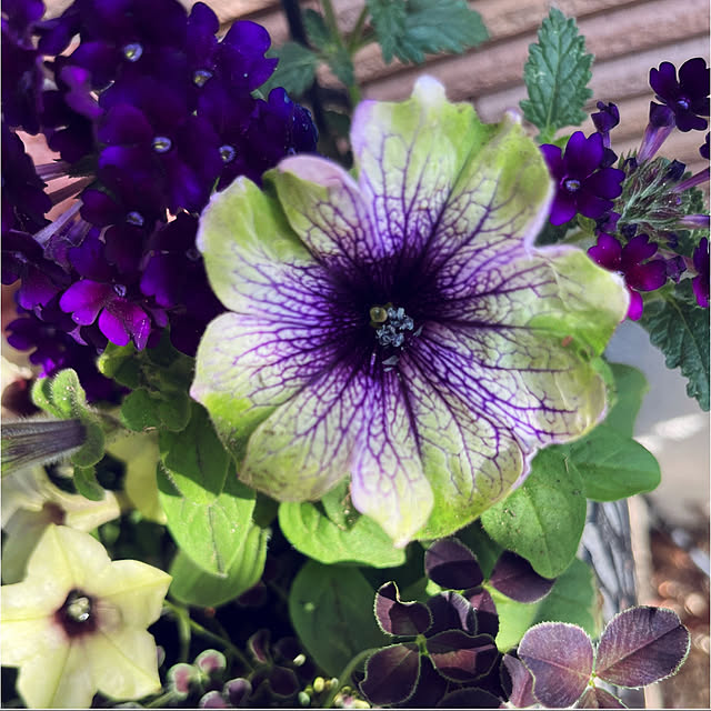yukarin-gardenさんの実例写真