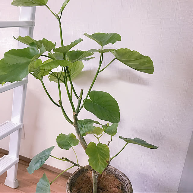 mnkb.1さんの実例写真
