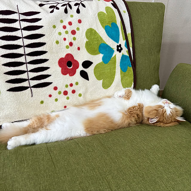 junさんの実例写真