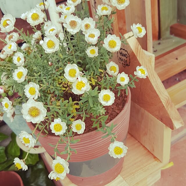 aoiさんの実例写真