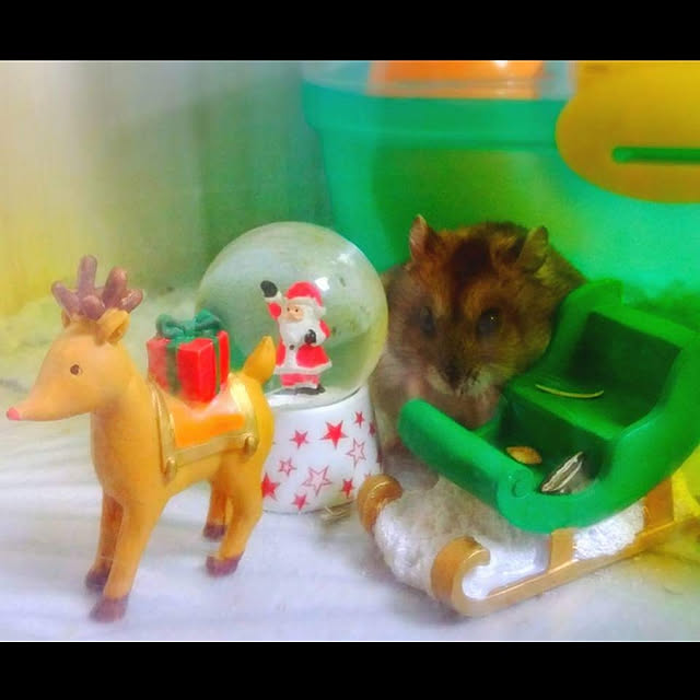 Samさんの実例写真