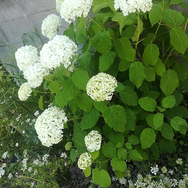 aoi0915さんの実例写真