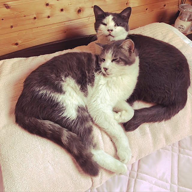 Maki-nekomamireさんの実例写真