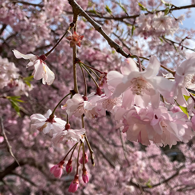 ALICEさんの実例写真