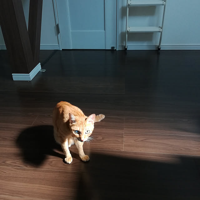 plaminさんの実例写真