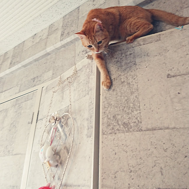 asuminさんの実例写真