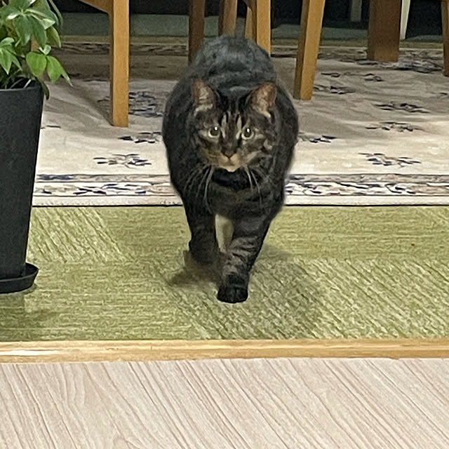 momocchiさんの実例写真