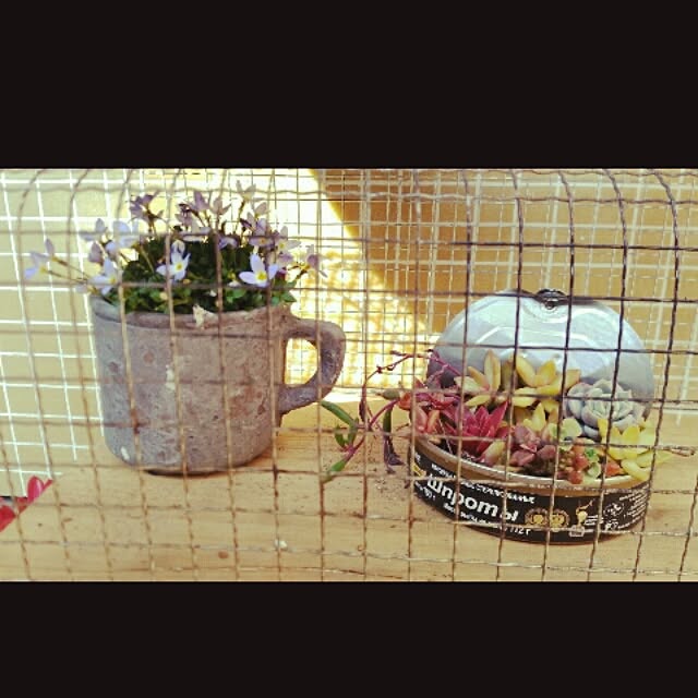 chiipinさんの実例写真