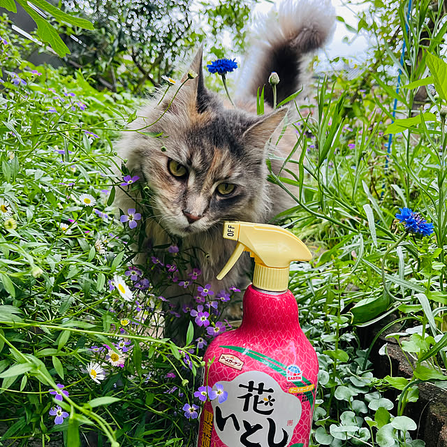 mayumiさんの部屋