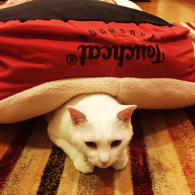 tekokaasanさんの実例写真