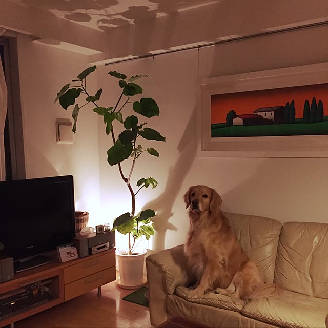 Rose0930さんの実例写真