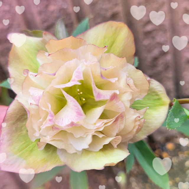 mimi828さんの実例写真