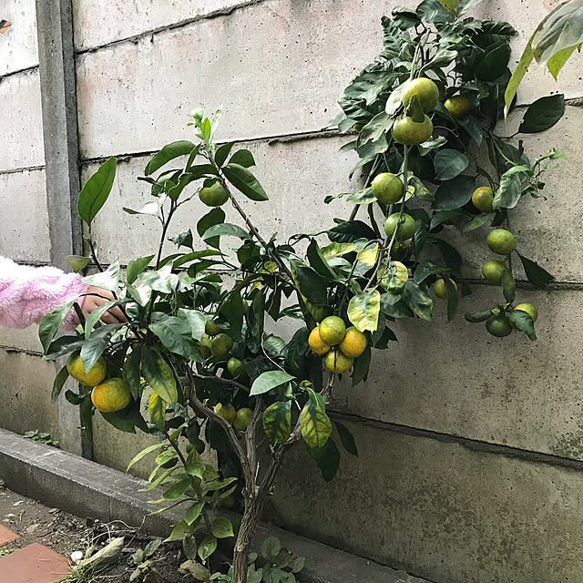 ma-chicoさんの実例写真