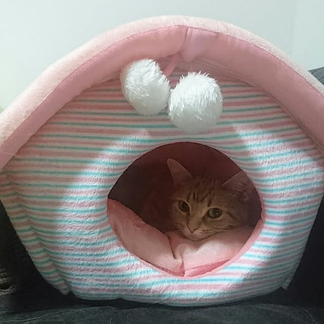 shinobuさんの実例写真