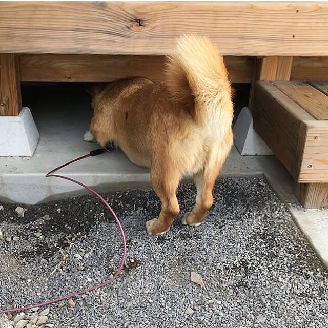 kunkunさんの実例写真