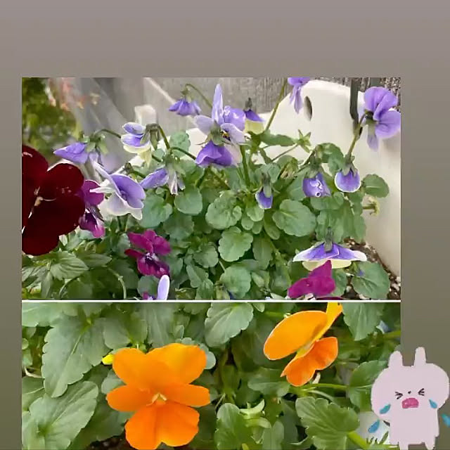 YuuKoさんの実例写真