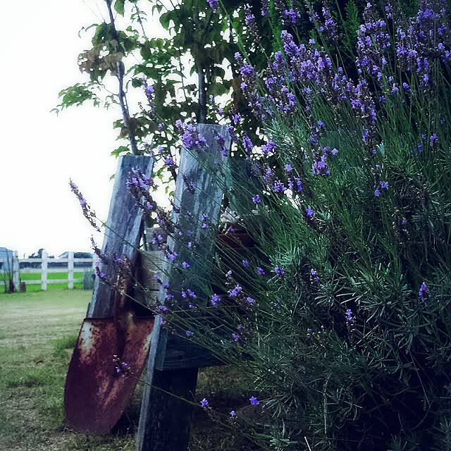 hanaさんの実例写真