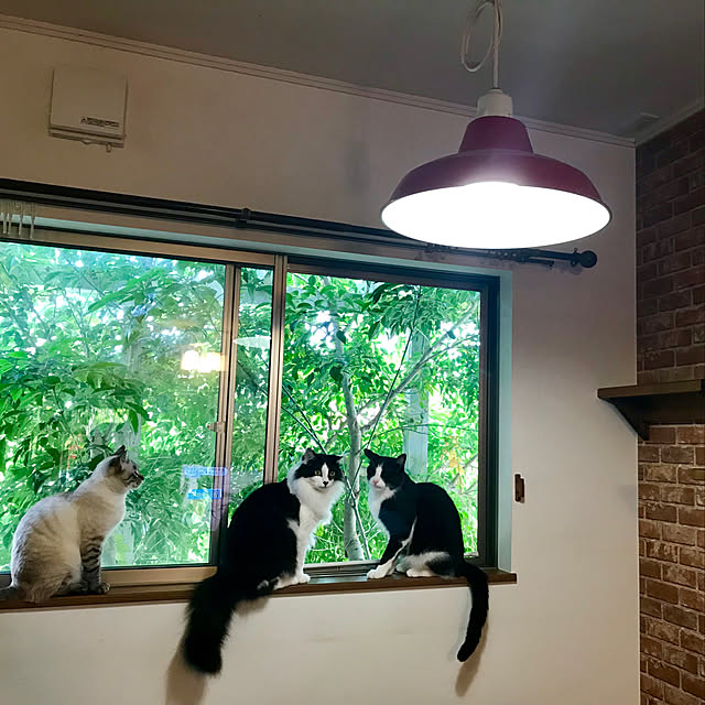 butachanさんの実例写真