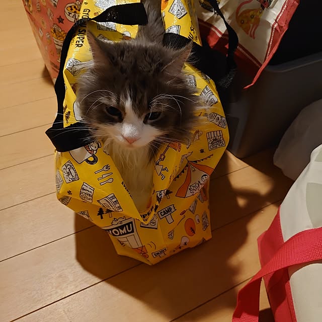 shinobuさんの実例写真