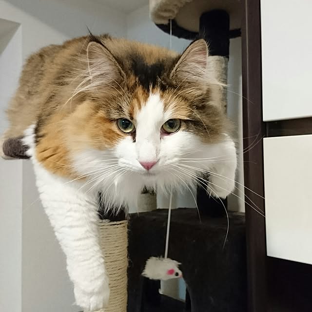 chiekoshiさんの実例写真