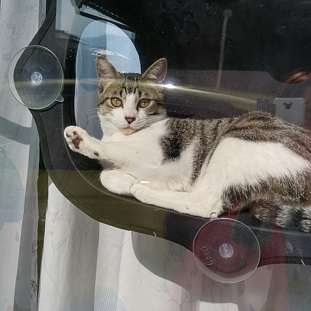 Gomaさんの実例写真