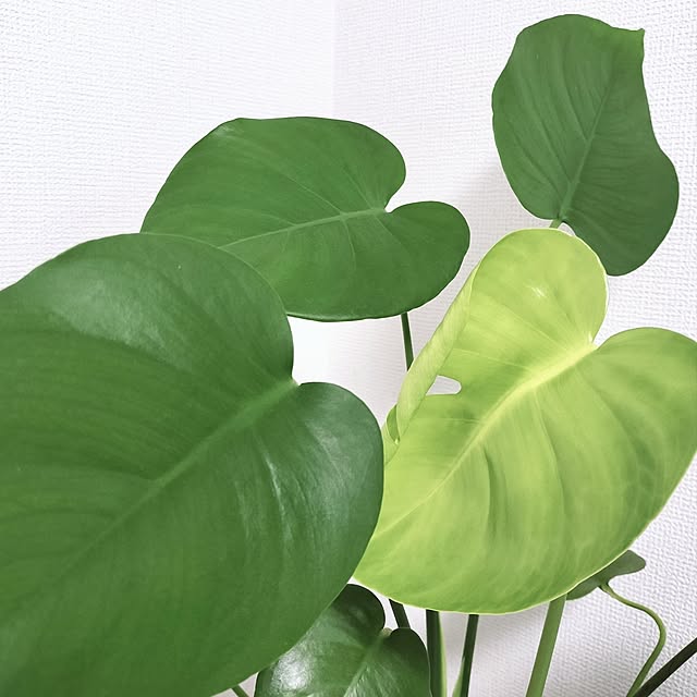 tamaさんの実例写真