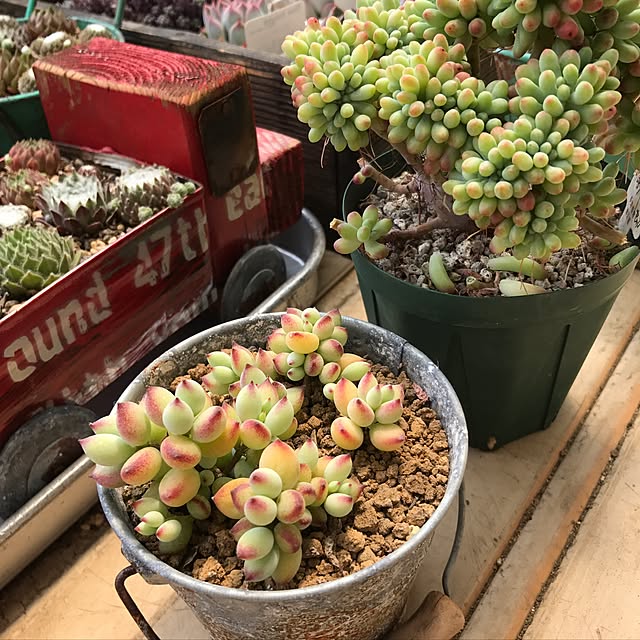 miniさんの実例写真