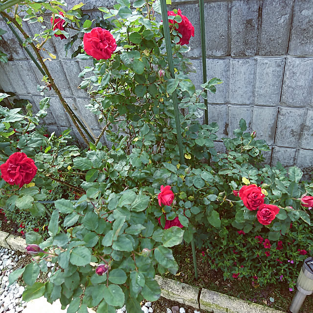machikomamaさんの実例写真